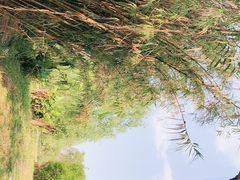 -白鹭湾湿地公园