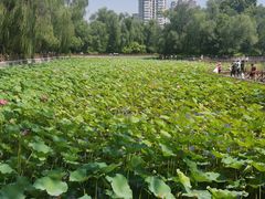 -迎泽公园