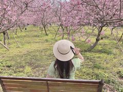 -天适樱花悠乐园