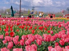 -荷兰花海