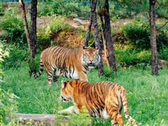 -济南喜来登酒店