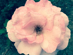 iphone_upload_pic-北戴河集发农业梦想王国