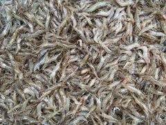 -正宗天津烧麦馆(柳州路店)