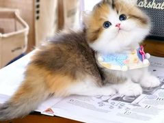 -欣宠猫屋·矮脚拿破仑·蓝金金渐层