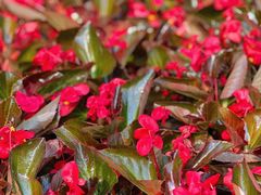 -广西壮族自治区药用植物园