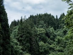 -龙苍沟森林公园