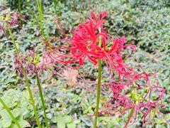 -上海佘山国家森林公园天马山园