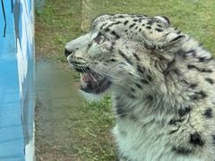 -青藏高原野生动物园