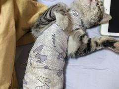 -美联众合宠物医院·爱萌分院·内外科·猫科中心