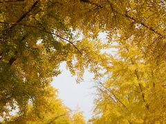 -三里屯东五街银杏大道