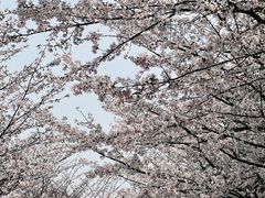 -高东镇樱花园