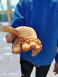 -Moni星球萌宠·小马宝莉·灵蛇·高端高阶全萌宠互动体验俱乐部(红豆国际广场店)