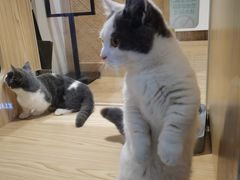 -屋虎猫馆(宝安大仟里店)