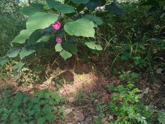 -北京西山国家森林公园