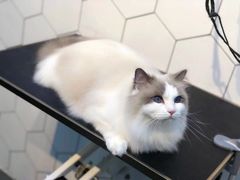 -萌兽医馆·眼科·异宠专科(三里屯店)