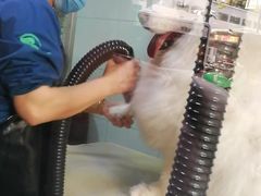 -瑞派动物医院·猫专科·至诚(江南中分院)