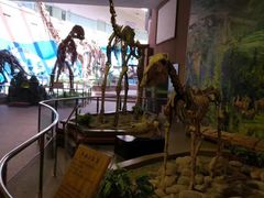 -陕西自然博物馆