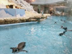 -帝企鹅自助餐厅•儿童岛•真企鹅(长隆企鹅酒店)