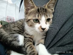-芭比堂宠物医院·全科爱猫医院·仁德分院