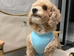 -北京派仕佳德动物医院·超导核磁·CT·神经科·骨科·内外科·急重症管理中心