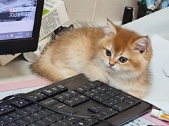-安安宠医宠物医院·异宠·犬猫内科(岳阳分院)