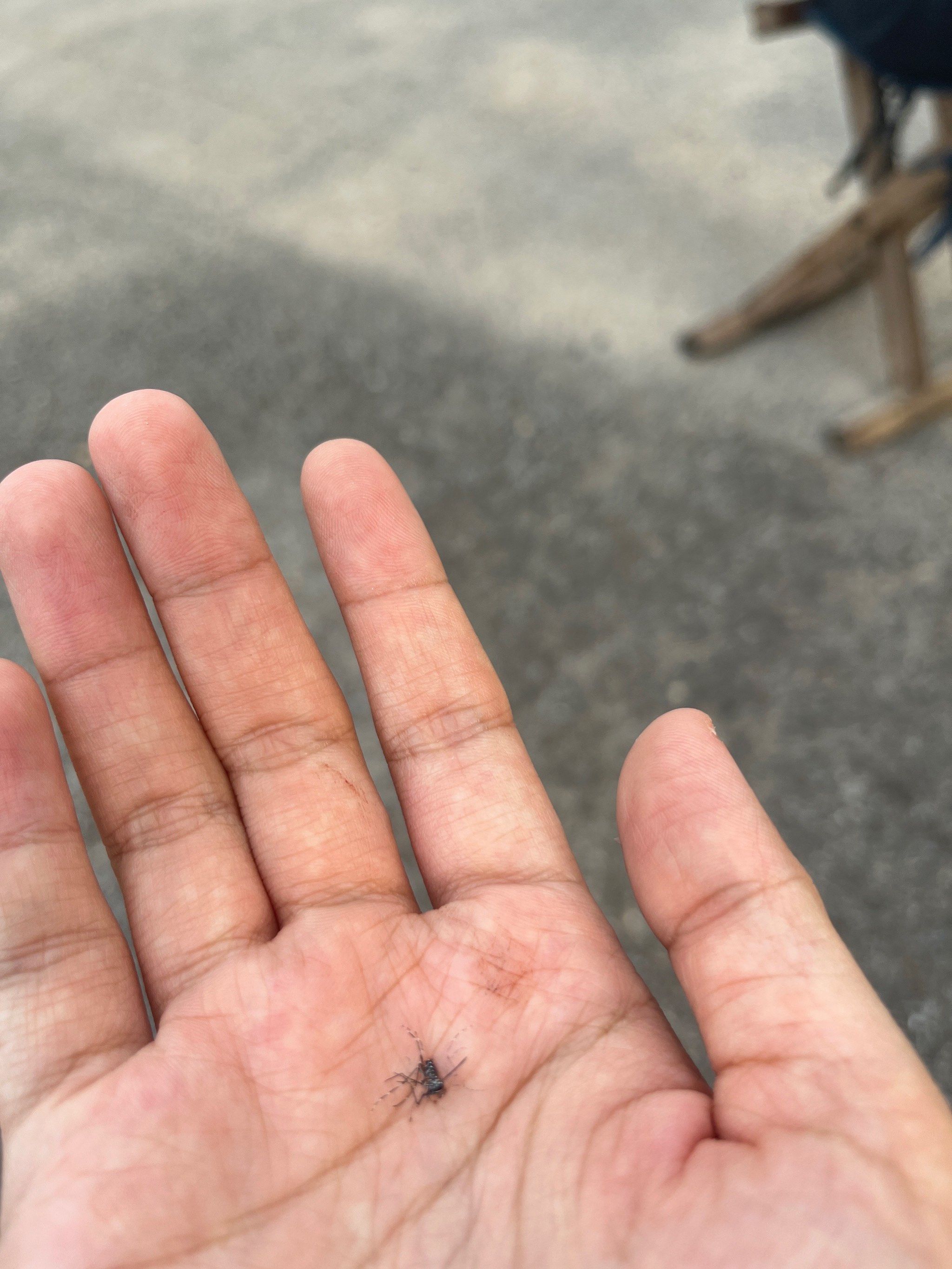 可恶的大花蚊子