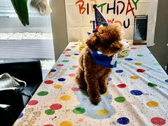 -百好乐宠物友好餐厅(朝外大街店)