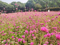 -松山湖梦幻百花洲