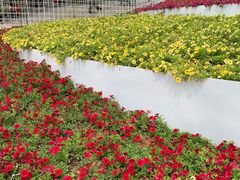 -深圳国际园林花卉博览园