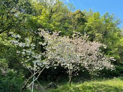 -苏州上方山国家森林公园