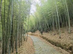 -广州市石门国家森林公园