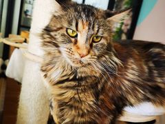 -酷豆宠物咖啡·宠物美食·撸猫馆