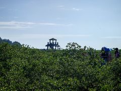 -北海金海湾红树林生态旅游区