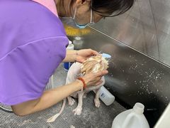 -北京观赏动物医院·24小时大型综合·猫专科·异宠专科