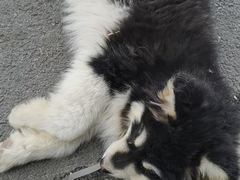 -宠福鑫康馨动物医院·骨科·眼科