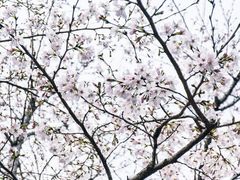 -西北湖绿化广场