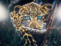 -罗红摄影艺术馆