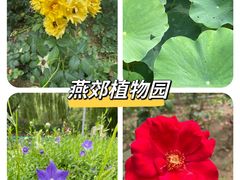 -燕郊植物园