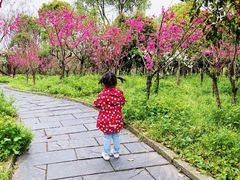 -南汇桃花村