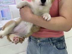 -唐小姐の猫狗洗护·购宠旗舰店(周浦万达店)