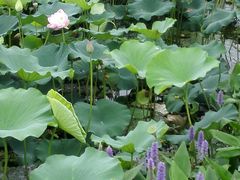-荷塘月色湿地公园·向阳花洲