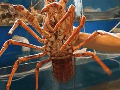 清蒸波士龙-覃记海鲜美食餐厅