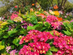 -人民公园(罗湖区)