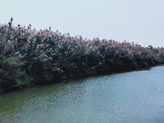 -芒洲湿地公园