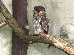 -吉隆坡雀鸟公园