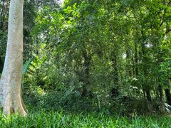 景点-中国科学院西双版纳热带植物园