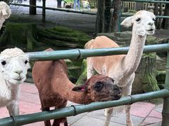 -贵州森林野生动物园