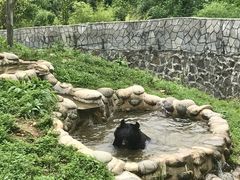-都江堰中华大熊猫苑