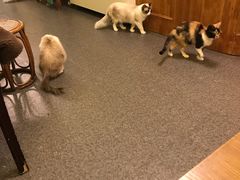 -猫色咖啡·猫咖