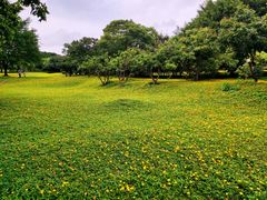 -紫马岭公园